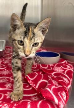 Abba -  Domestic Short Hair Cat for Adoption in Hartsville, South Carolina - Abba | PetCurious