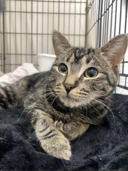 Domestic Short Hair Cats Available for Adoption - Parker | PetCurious