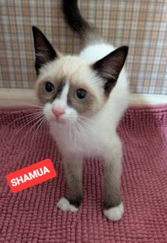SHAMU -  Siamese Cat for Adoption in Elgin, South Carolina - SHAMU | PetCurious