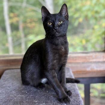 Riptide -  Bombay and Domestic Short Hair Cat for Adoption in Knoxville, Tennessee - Riptide | PetCurious