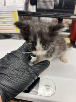 TWINKIE -  Domestic Short Hair Cat for Adoption in Stockton, California - TWINKIE | PetCurious