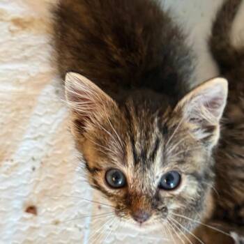 Daphne -  Domestic Short Hair Cat for Adoption in South Elgin, Illinois - Daphne | PetCurious