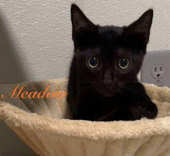 Rescue Domestic Short Hair Cats for Adoption in Longwood, Florida - Meadow | PetCurious