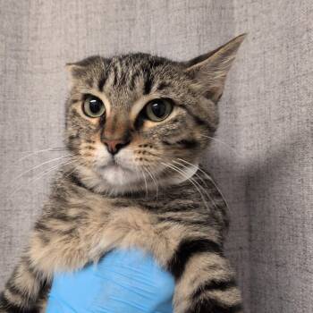 Bibs -  Domestic Short Hair Cat for Adoption in Hattiesburg, Mississippi - Bibs | PetCurious