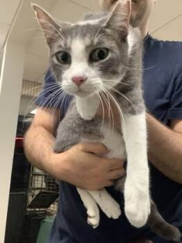 Rescue Domestic Short Hair Cats for Adoption in Fort Worth, Texas - Andalusla | PetCurious