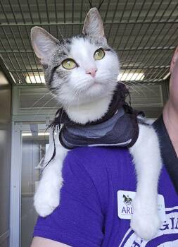 Thistle -  Domestic Short Hair Cat for Adoption in Des Moines, Iowa - Thistle | PetCurious