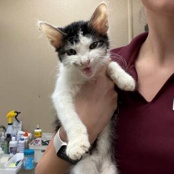Ushi -  Domestic Short Hair Cat for Adoption in Naperville, Illinois - Ushi | PetCurious