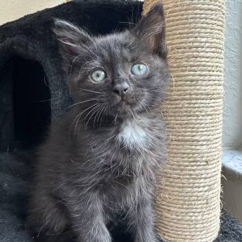 Cami -  Domestic Medium Hair Cat for Adoption in Tallahassee, Florida - Cami | PetCurious