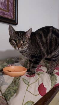 Clarissa -  Tabby Cat for Adoption in Drasco, Arkansas - Clarissa | PetCurious
