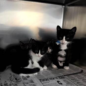 Domestic Short Hair Cats Available for Adoption - Mojito | PetCurious