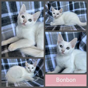 Bonbon -  Domestic Medium Hair Cat for Adoption in Corpus Christi, Texas - Bonbon | PetCurious