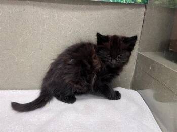 Domestic Medium Hair Cats Available for Adoption in Moreno Valley, California - A550924 | PetCurious