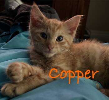Rescue Domestic Short Hair Cats for Adoption in Ogden, Utah - Copper C | PetCurious