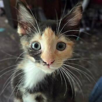 Brooke -  American Shorthair Cat for Adoption in Bethel, Connecticut - Brooke | PetCurious