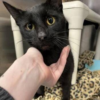 Harvey -  Domestic Short Hair and Mixed Breed Cat for Adoption in Ashtabula, Ohio - Harvey | PetCurious