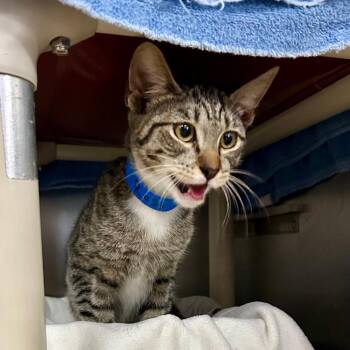 Domestic Short Hair Cats Available for Adoption - Ross | PetCurious