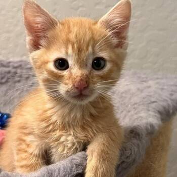 Gully -  Domestic Short Hair Cat for Adoption in Talent, Oregon - Gully | PetCurious