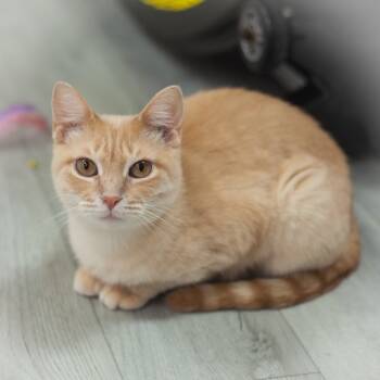 Rescue Domestic Short Hair Cats for Adoption in St. Augustine, Florida - Champagne | PetCurious