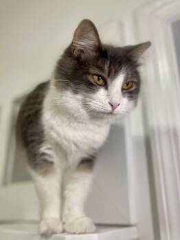 Parker -  Domestic Medium Hair Cat for Adoption in Oakland, California - Parker | PetCurious