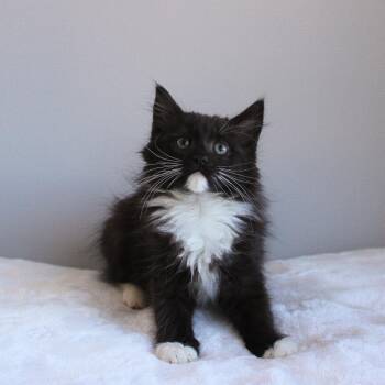 Venus -  Domestic Medium Hair Cat for Adoption in Wayne, New Jersey - Venus | PetCurious
