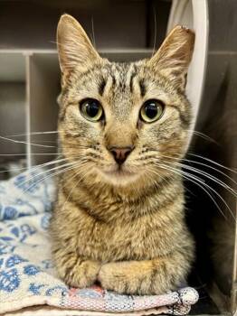 Domestic Short Hair Cats Available for Adoption in York, South Carolina - OSCAR | PetCurious