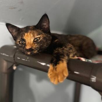 Teva -  Domestic Short Hair Cat for Adoption in Brownsboro, Alabama - Teva | PetCurious