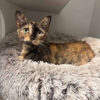 Anastasia -  Domestic Short Hair Cat for Adoption in Normal, Illinois - Anastasia | PetCurious