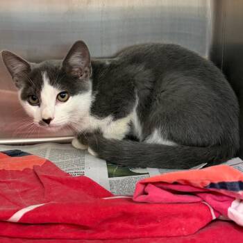 Raj -  Domestic Short Hair Cat for Adoption in Philadelphia, Pennsylvania - Raj | PetCurious