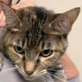 Romie -  American Shorthair Cat for Adoption - Romie | PetCurious