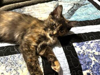 Mapley Pancakes -  Tortoiseshell Cat for Adoption in Chandler, Arizona - Mapley Pancakes | PetCurious