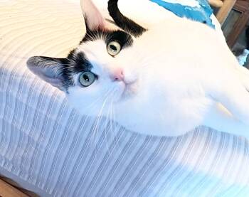 Kitty Hawk -  Domestic Short Hair Cat for Adoption in New York, New York - Kitty Hawk | PetCurious