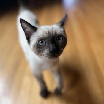 Canela -  Siamese Cat for Adoption in Los Angeles, California - Canela | PetCurious