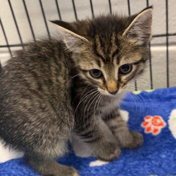 Domestic Short Hair Cats Available for Adoption in Montgomery, Alabama - Aria | PetCurious