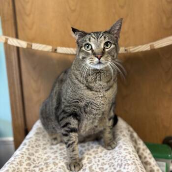Meowzer--In Foster -  Domestic Short Hair Cat for Adoption in Fargo, North Dakota - Meowzer--In Foster | PetCurious