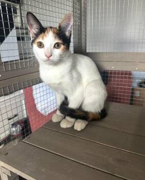 Rally -  Domestic Short Hair Cat for Adoption in Hudson, New Hampshire - Rally | PetCurious