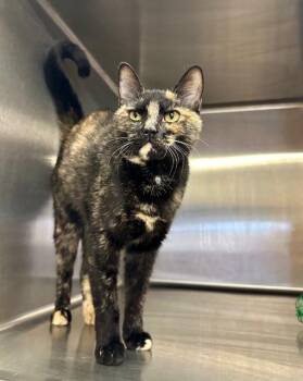 Rescue Domestic Short Hair Cats for Adoption in Parsippany-troy Hills, New Jersey - Mia | PetCurious