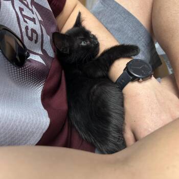 Alice -  Domestic Short Hair Cat Available for Adoption in Houston, Texas - Alice | PetCurious