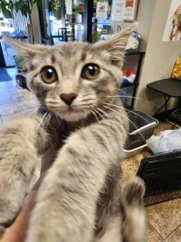 Gwyn $75 At Petsmart Seneca -  Domestic Short Hair Cat for Adoption in Seneca, South Carolina - Gwyn $75 At Petsmart Seneca | PetCurious