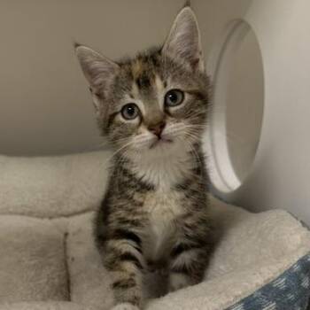 Minnie -  Domestic Short Hair Cat Available for Adoption in Stillwater, Oklahoma - Minnie | PetCurious