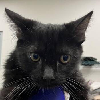 Misty -  Domestic Short Hair Cat for Adoption in Las Cruces, New Mexico - Misty | PetCurious