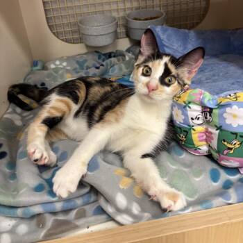 Lemon -  Domestic Short Hair Cat for Adoption in Inwood, West Virginia - Lemon | PetCurious