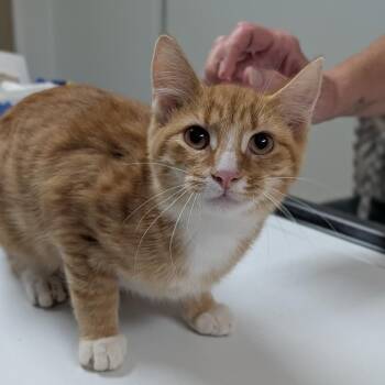Stevie -  Domestic Short Hair Cat for Adoption in Canton, Illinois - Stevie | PetCurious