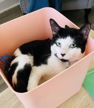 Rescue Domestic Short Hair Cats for Adoption in Savannah, Georgia - Kuma | PetCurious