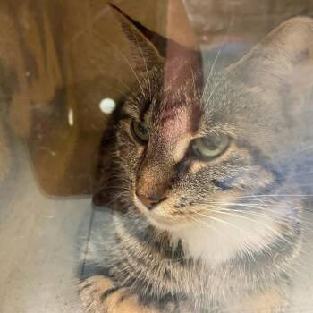 Sweetie Pie -  Domestic Short Hair Cat for Adoption in Philadelphia, Pennsylvania - Sweetie Pie | PetCurious