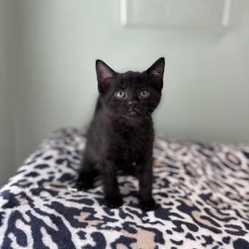 Link--In Foster***ADOPTION PENDING*** -  Domestic Short Hair Cat Available for Adoption in Fargo, North Dakota - Link--In Foster***ADOPTION PENDING*** | PetCurious