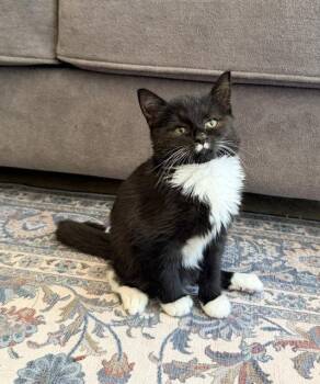 Helen Keller -  Domestic Short Hair Cat for Adoption in Buford, Georgia - Helen Keller | PetCurious