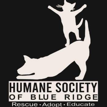 Chill -  Domestic Short Hair Cat for Adoption in Blue Ridge, Georgia - Chill | PetCurious