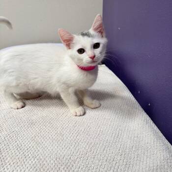 Lola -  Domestic Short Hair Cat for Adoption in Englewood, Florida - Lola | PetCurious