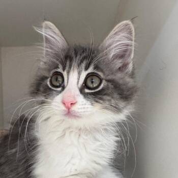 Snickers -  Domestic Long Hair Cat for Adoption in Riverside, California - Snickers | PetCurious