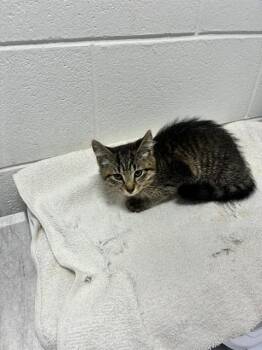 BRYN -  Domestic Short Hair Cat for Adoption - BRYN | PetCurious